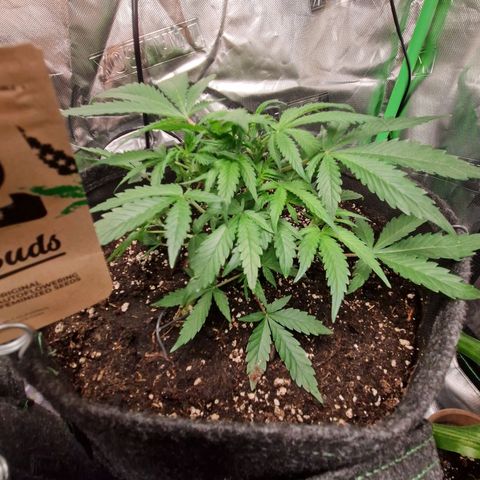 Blueberry Auto Fast Buds growlog timeline photo