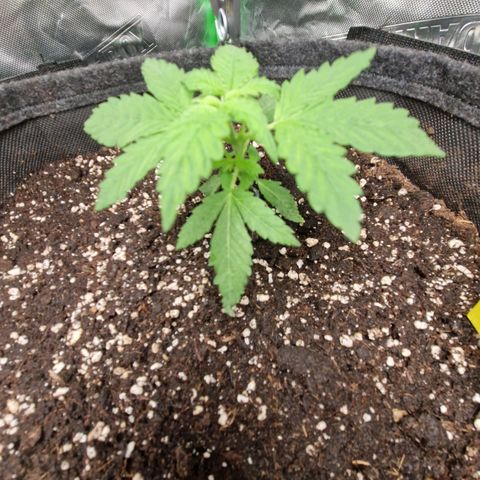 Black Berry Auto Fast Buds growlog timeline photo