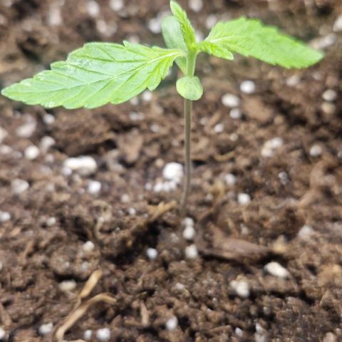 Lemon Cherry Cookies Auto Fast Buds  growlog timeline photo