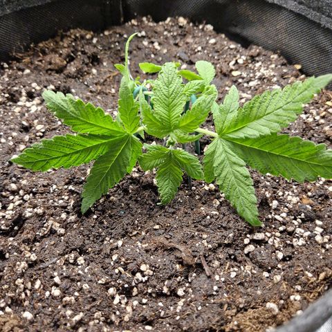 Black Berry Auto Fast Buds growlog timeline photo