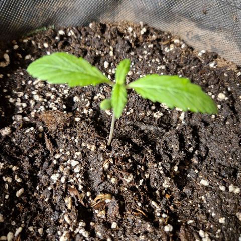 Lemon Cherry Cookies Auto Fast Buds  growlog timeline photo