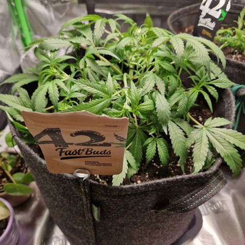 Blueberry Auto Fast Buds growlog timeline photo