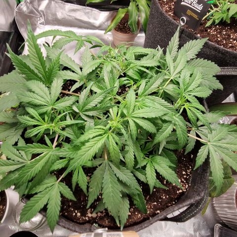 Blueberry Auto Fast Buds growlog timeline photo
