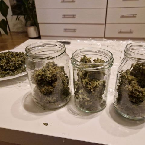 Gorilla Cookies FF growlog timeline photo