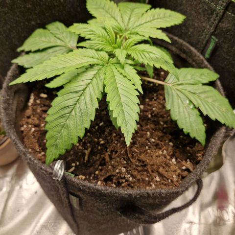 Lemon Cherry Cookies Auto Fast Buds  growlog timeline photo