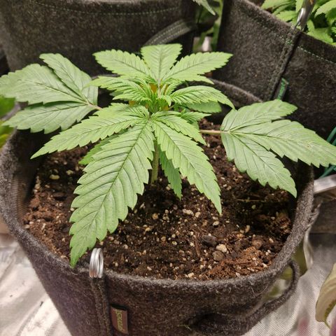 Lemon Cherry Cookies Auto Fast Buds  growlog timeline photo