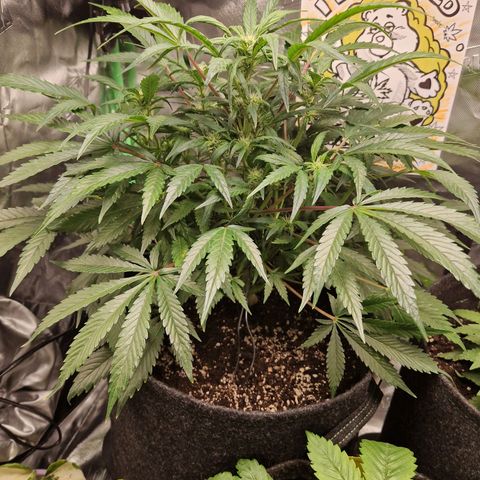Blueberry Auto Fast Buds growlog timeline photo