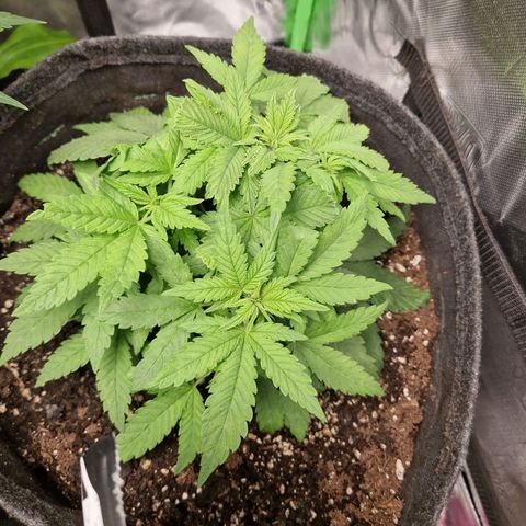 Black Berry Auto Fast Buds growlog timeline photo
