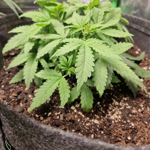 Black Berry Auto Fast Buds growlog timeline photo