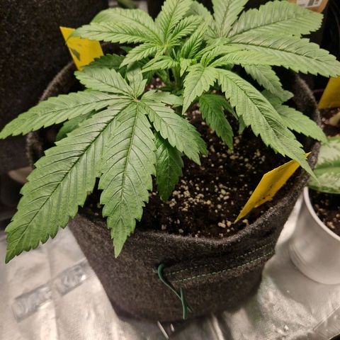 Lemon Cherry Cookies Auto Fast Buds  growlog timeline photo