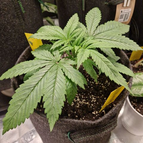 Lemon Cherry Cookies Auto Fast Buds  growlog timeline photo