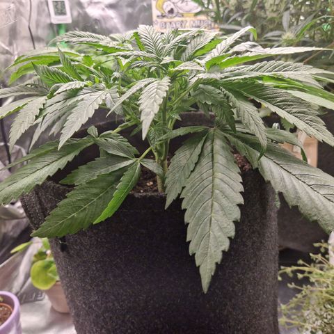 Lemon Cherry Cookies Auto Fast Buds  growlog timeline photo