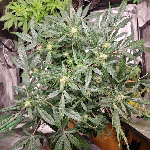 Blueberry Auto Fast Buds growlog timeline photo