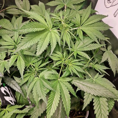 Lemon Cherry Cookies Auto Fast Buds  growlog timeline photo