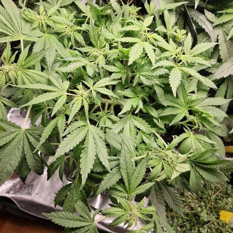 Black Berry Auto Fast Buds growlog timeline photo