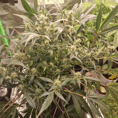 Blueberry Auto Fast Buds growlog timeline photo