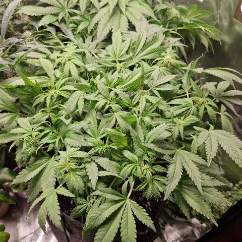 Black Berry Auto Fast Buds growlog timeline photo