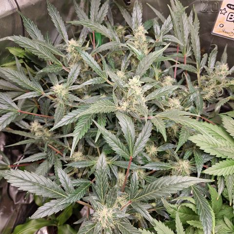 Blueberry Auto Fast Buds growlog timeline photo