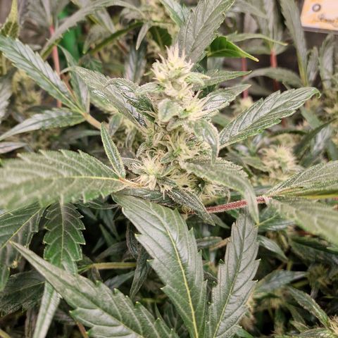 Blueberry Auto Fast Buds growlog timeline photo