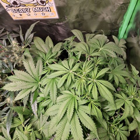 Lemon Cherry Cookies Auto Fast Buds  growlog timeline photo
