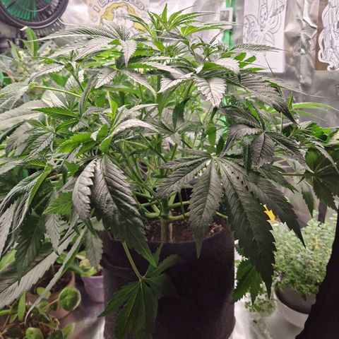 Lemon Cherry Cookies Auto Fast Buds  growlog timeline photo