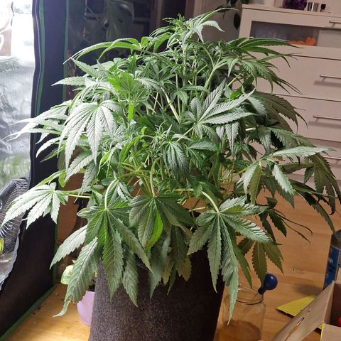 Lemon Cherry Cookies Auto Fast Buds  growlog timeline photo