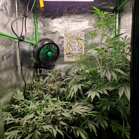 Lemon Cherry Cookies Auto Fast Buds  growlog timeline photo