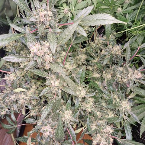 Blueberry Auto Fast Buds growlog timeline photo