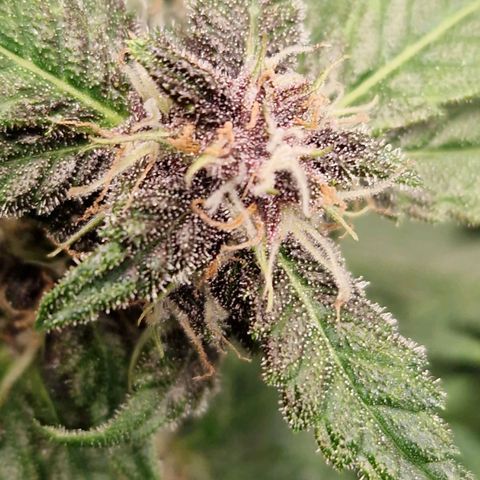 Black Berry Auto Fast Buds growlog timeline photo