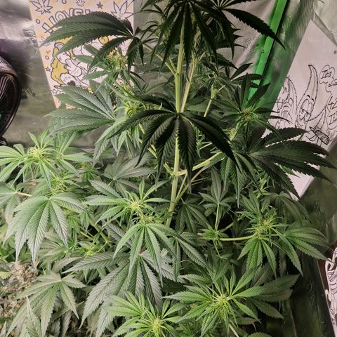 Lemon Cherry Cookies Auto Fast Buds  growlog timeline photo