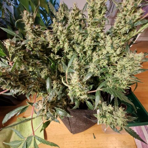Blueberry Auto Fast Buds growlog timeline photo