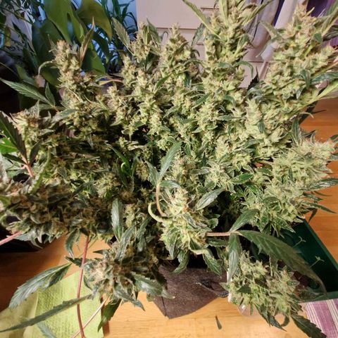 Blueberry Auto Fast Buds growlog timeline photo
