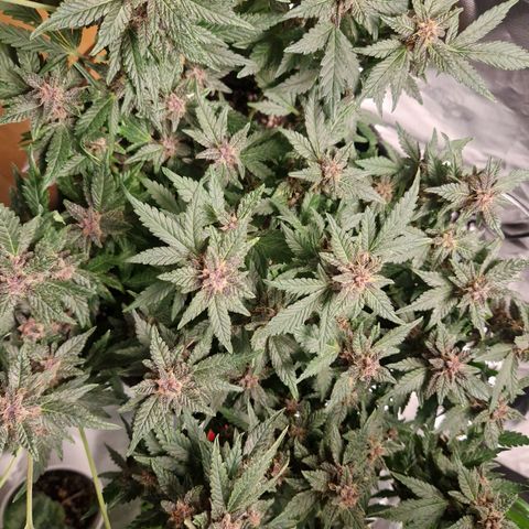 Black Berry Auto Fast Buds growlog timeline photo