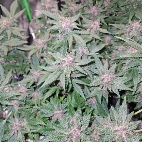 Black Berry Auto Fast Buds growlog timeline photo