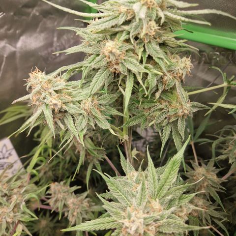 Lemon Cherry Cookies Auto Fast Buds  growlog timeline photo