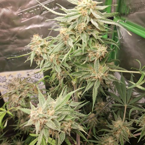 Lemon Cherry Cookies Auto Fast Buds  growlog timeline photo
