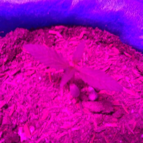 Genética desconhecida growlog timeline photo