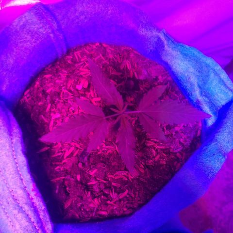 Genética desconhecida growlog timeline photo