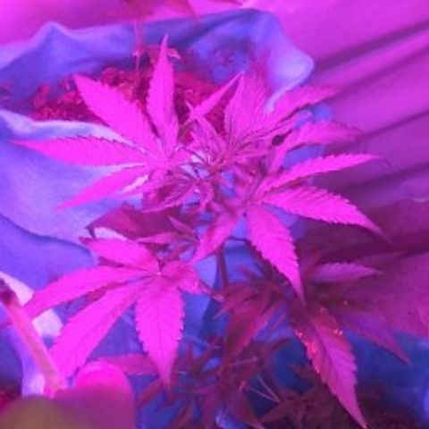Genética desconhecida growlog timeline photo