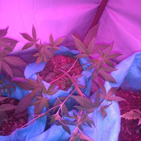 Genética desconhecida growlog timeline photo