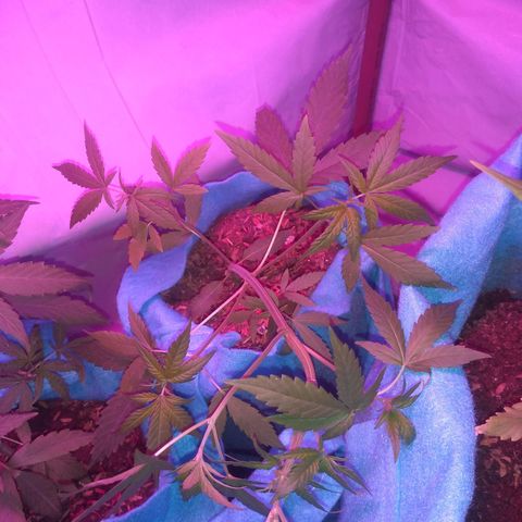 Genética desconhecida growlog timeline photo