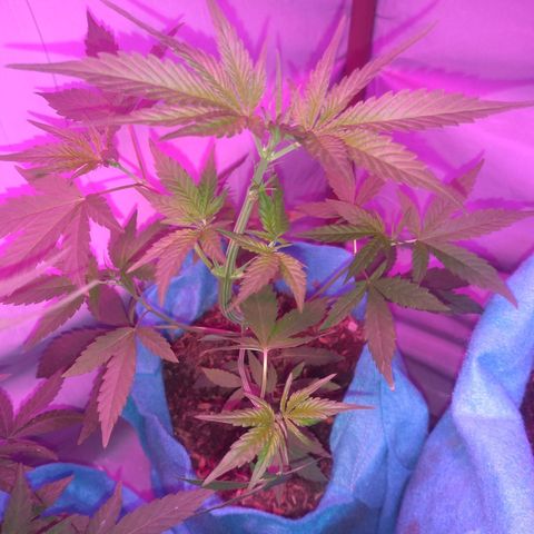 Genética desconhecida growlog timeline photo