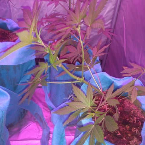 Genética desconhecida growlog timeline photo