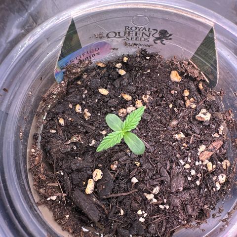 Titan growlog timeline photo