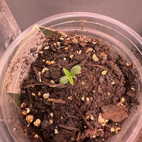 Titan growlog timeline photo