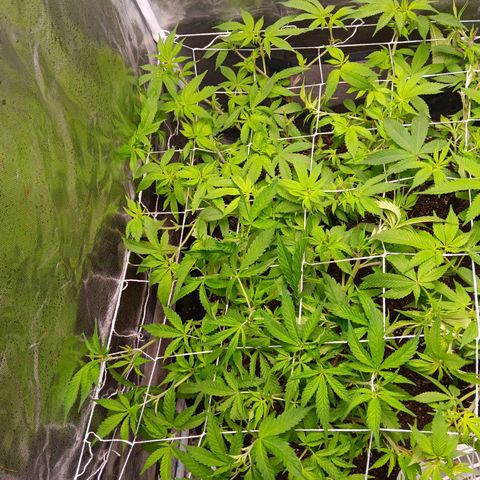 Pheno 1(Big Soil Bed) #1 growlog timeline photo