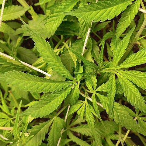 Pheno 1(Big Soil Bed) #1 growlog timeline photo