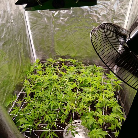Pheno 1(Big Soil Bed) #1 growlog timeline photo