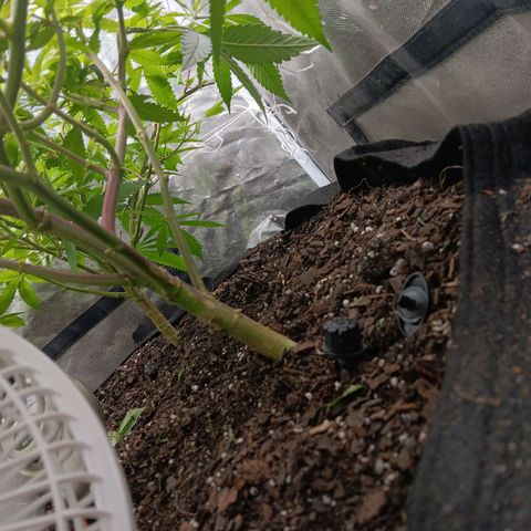 Pheno 1(Big Soil Bed) #1 growlog timeline photo