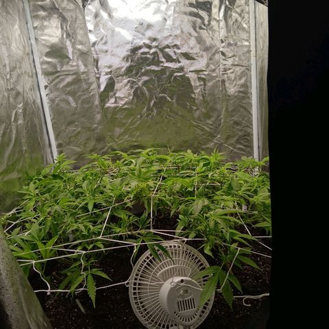 Pheno 1(Big Soil Bed) #1 growlog timeline photo